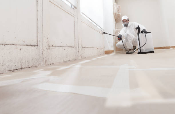 24/7 Emergency Basement Mold Remediation experts in Old Hickory, TN