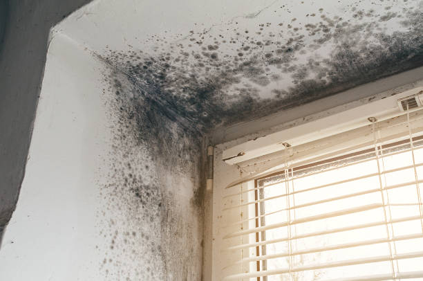 Affordable Basement Mold Remediation solutions in Old Hickory, TN
