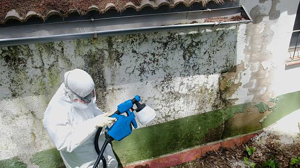 Top rated local Basement Mold Remediation specialists in Old Hickory, TN